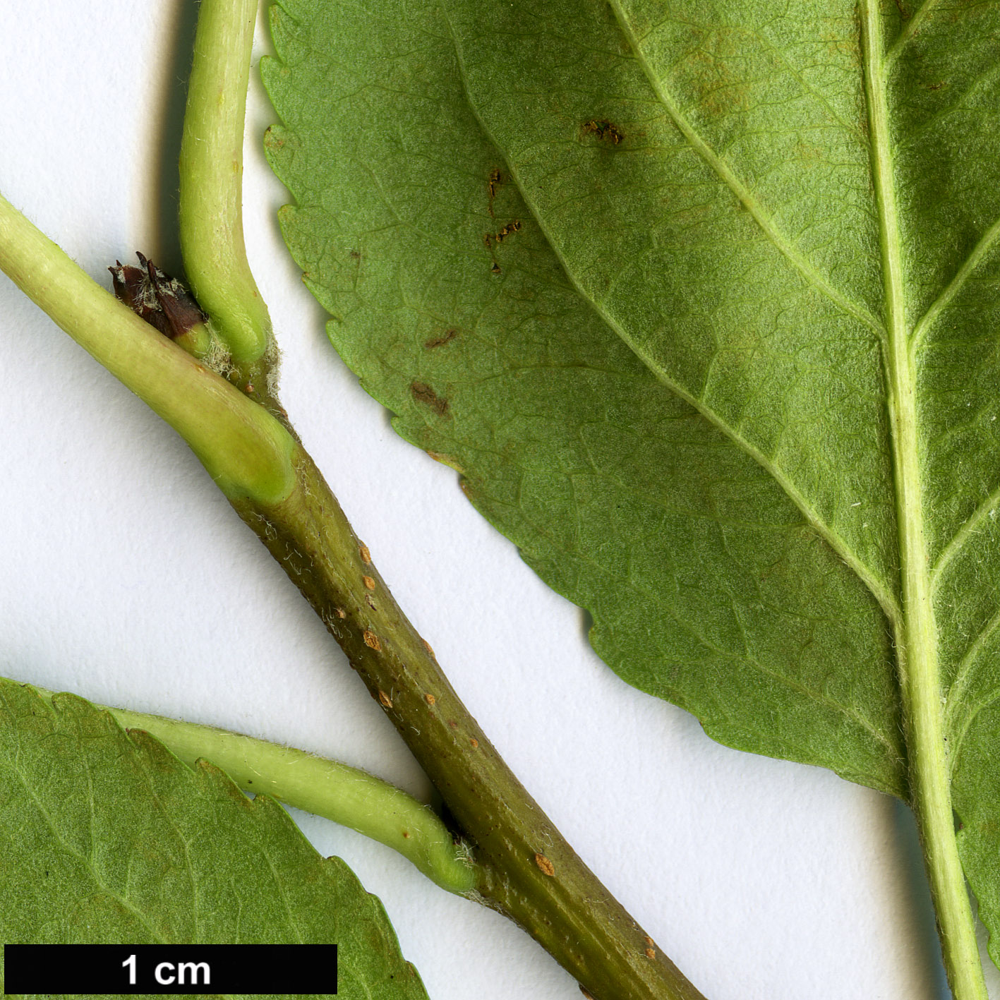 High resolution image: Family: Rosaceae - Genus: Malus - Taxon: prunifolia - SpeciesSub: var. rinkii